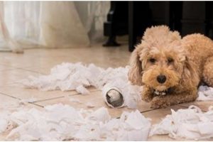 Is Your Dog Bored