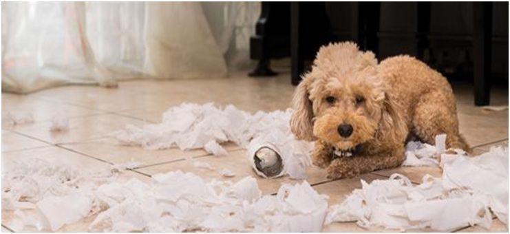 Is Your Dog Bored