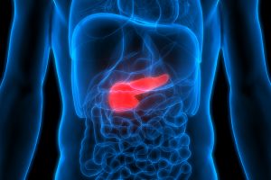 Human Body Organs Anatomy (Pancreas)